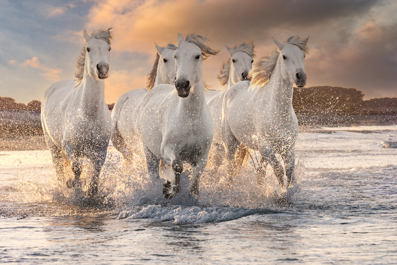 Camargue