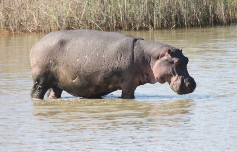 iSimangaliso våtmarkspark