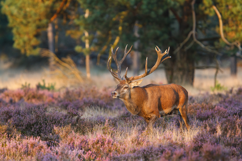 Nationalparken Hoge Veluwe