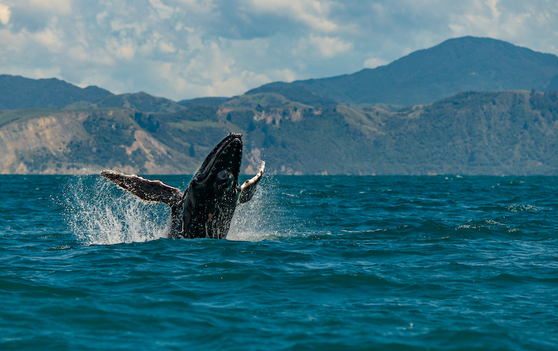 Kaikoura