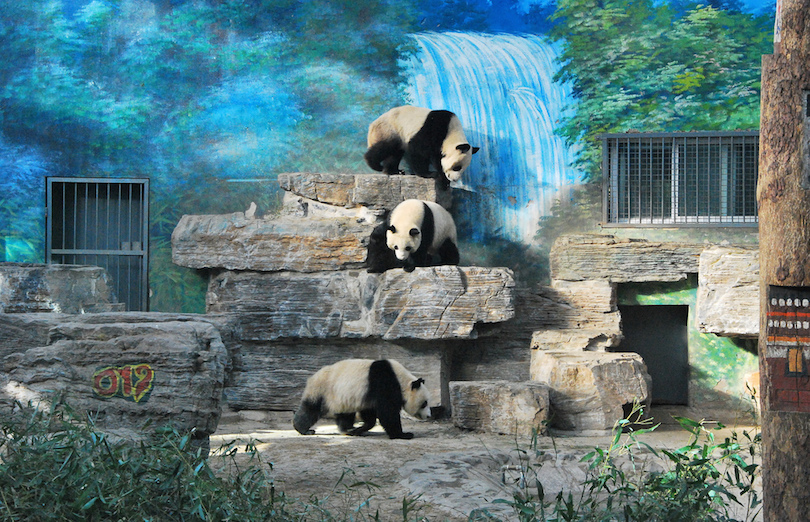 Peking Zoo