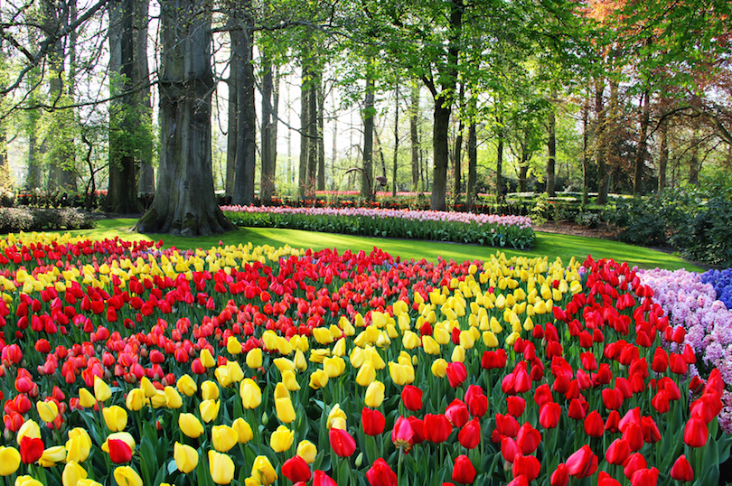 Keukenhof trädgårdar