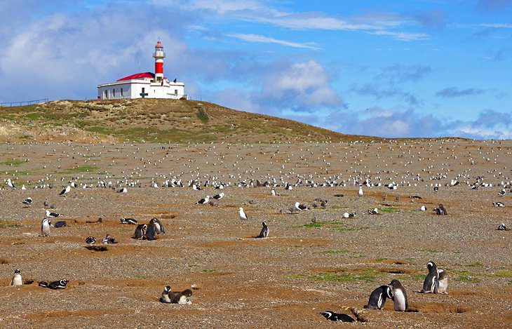 Pingviner vid Los Pingüinos naturmonument