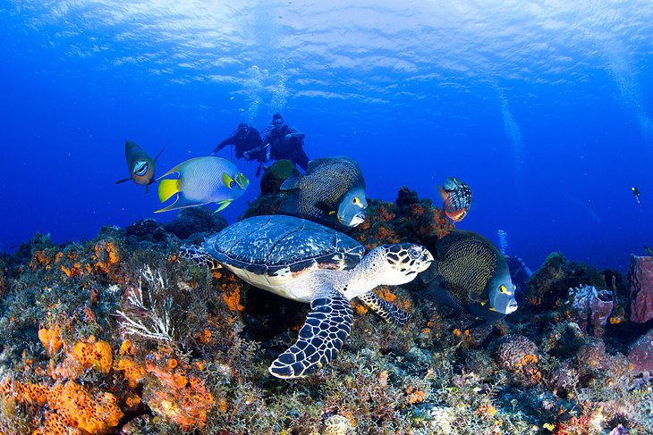 Sköldpadda och angelfish på ett dyk i Cozumel